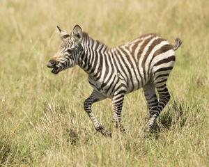 zebra